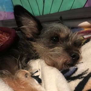 Meet your Posher, Helen